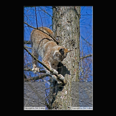 Luchs Felis lynx