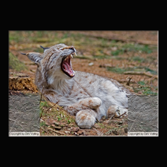 Luchs Felis lynx