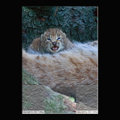 Luchs Felis lynx