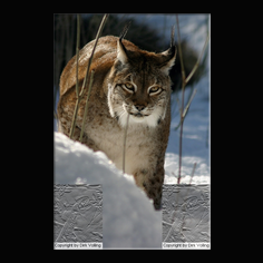 Luchs Felis lynx