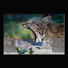 Luchs Felis lynx