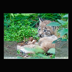 Luchs Felis lynx
