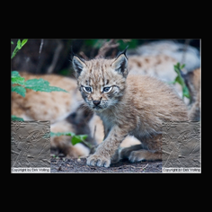 Luchs Felis lynx