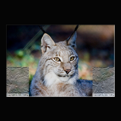 Luchs Felis lynx