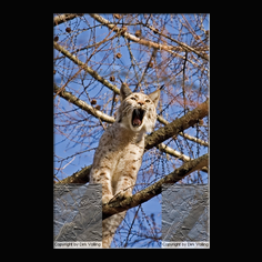 Luchs Felis lynx