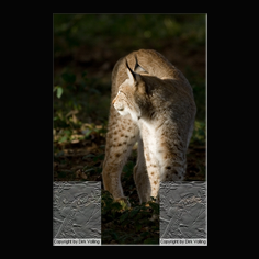 Luchs Felis lynx