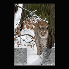 Luchs Felis lynx