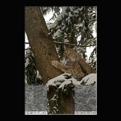 Luchs Felis lynx