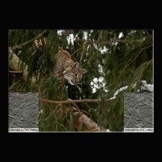 Luchs Felis lynx