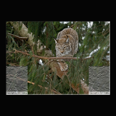 Luchs Felis lynx
