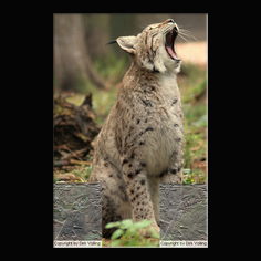 Luchs Felis lynx