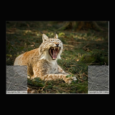 Luchs Felis lynx