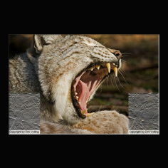 Luchs Felis lynx