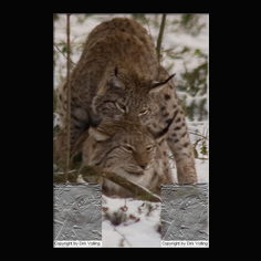 Luchs Felis lynx