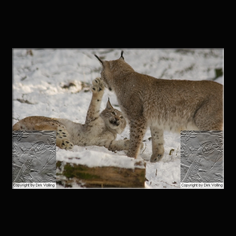 Luchs Felis lynx