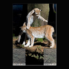 Luchs Felis lynx