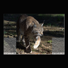 Luchs Felis lynx
