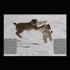 Luchs Felis lynx