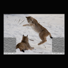 Luchs Felis lynx