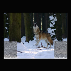 Wolf Canis lupus