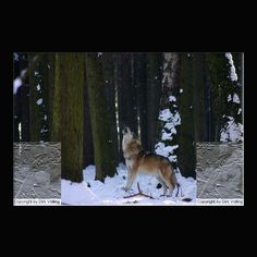 Wolf Canis lupus