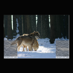 Wolf Canis lupus