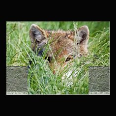 Wolf Canis lupus