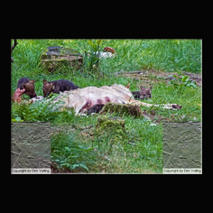 Wolf Canis lupus