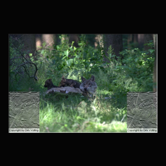 Wolf Canis lupus