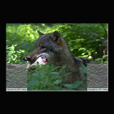 Wolf Canis lupus