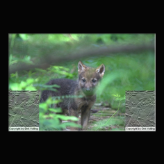 Wolf Canis lupus