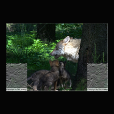 Wolf Canis lupus