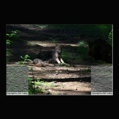Wolf Canis lupus