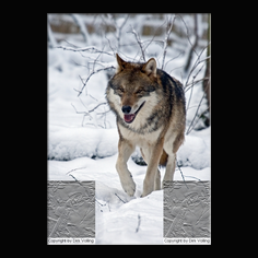 Wolf Canis lupus