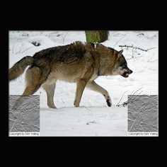 Wolf Canis lupus