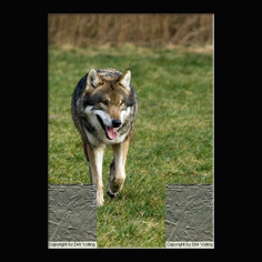 Wolf Canis lupus