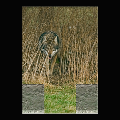 Wolf Canis lupus
