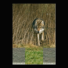 Wolf Canis lupus