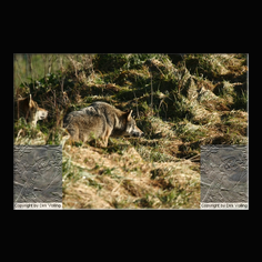 Wolf Canis lupus