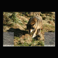 Wolf Canis lupus