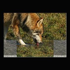 Wolf Canis lupus
