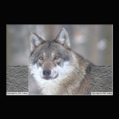 Wolf Canis lupus
