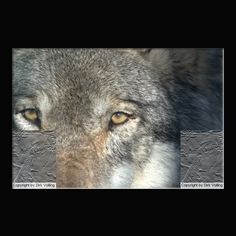 Wolf Canis lupus