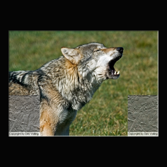 Wolf Canis lupus