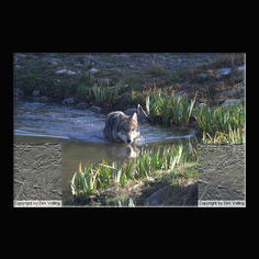 Wolf Canis lupus