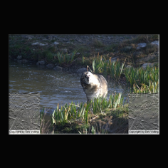 Wolf Canis lupus