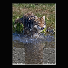 Wolf Canis lupus