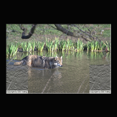 Wolf Canis lupus