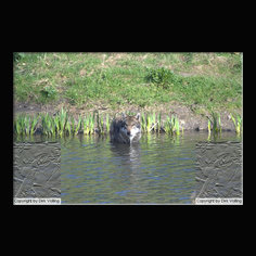 Wolf Canis lupus