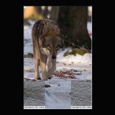 Wolf Canis lupus
